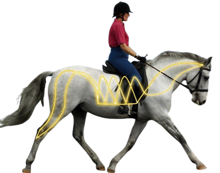 tmc horse