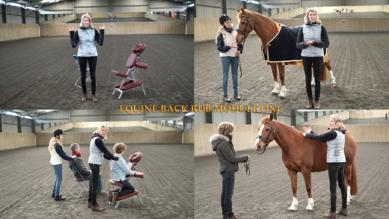 EquineBackRub_Small
